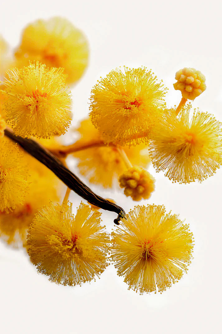 ACACIA HEADSPACE 50ML EXTRAIT